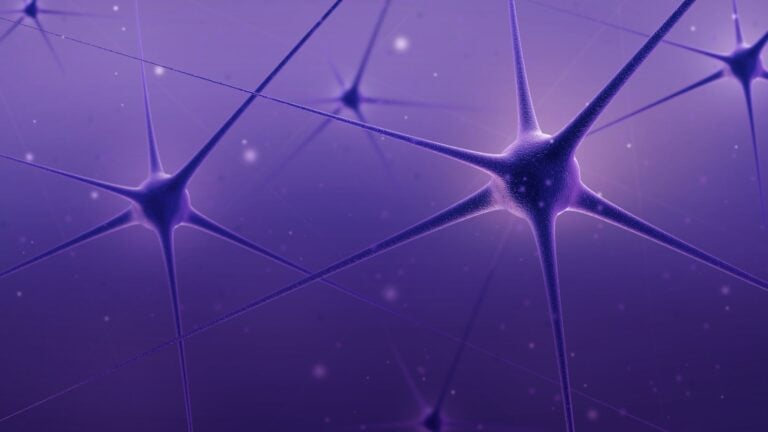 neurons